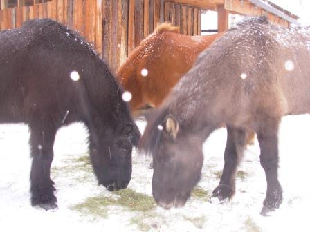 Horses get a snow day