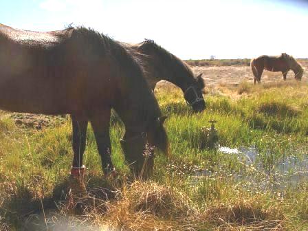 Horses enjoying the artesian well in San Luis Valley