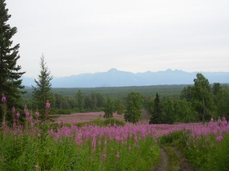 The view from Grizzly Camp during a sunny summer 