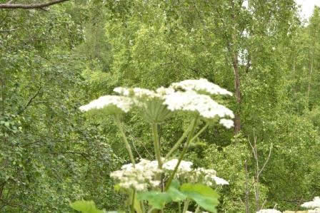 cow parsnip