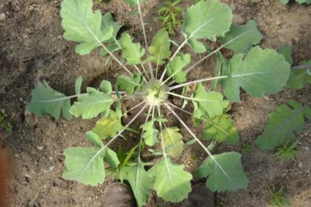 Mr. Kohlrabi