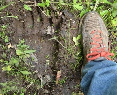 Bear track