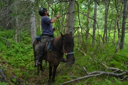 Pete trimming branches while on Mr. Siggi
