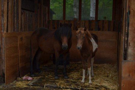 Signy and Hrimmi looking out at the rain