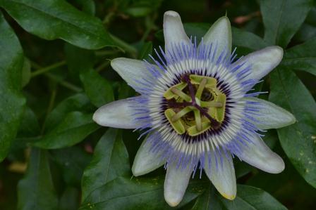 African daisy