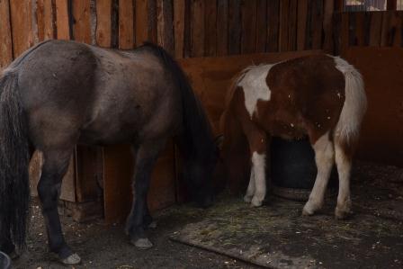 Siggi and Hrimmi are becoming buddies