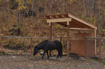 Tinni and his new shelter