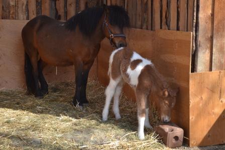 Hrimfari at 14 hours old