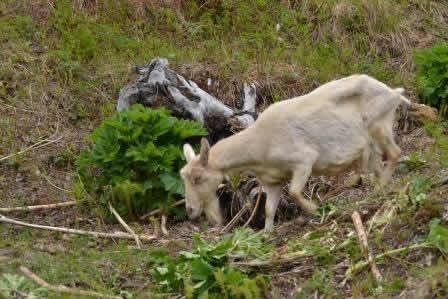Even goats don't eat cow parsnip