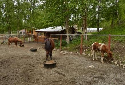 Hrimmi is introduced to the herd