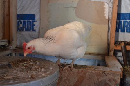 NIMBY is a chicken who eats her eggs