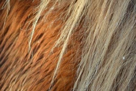 Raudi's Mane