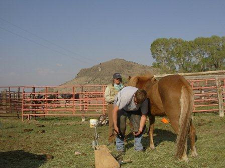Adam shoeing Raudi