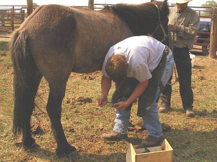 Adam shoeing Siggi