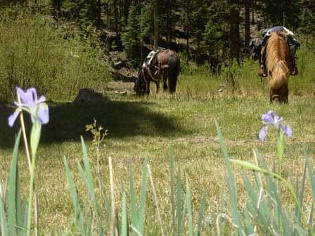 Wild irises were common in the La Garita Mountains