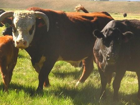 Charlie the bull kept his herd in line