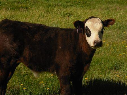 Taylor Park calf