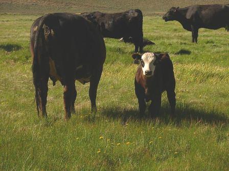 Taylor Park cow and calf