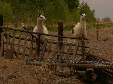 Raudi didn't know what to think of these llamas