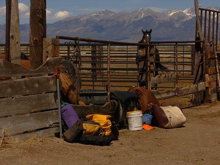 Lunch stop in Alamosa--race horse in back ground