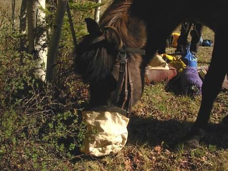 Siggi and his feed bag