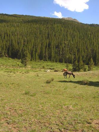 Pine Creek Horse Camp