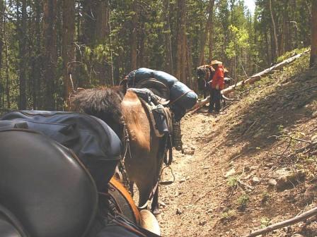 Negotiating deadfall on trail down from divide