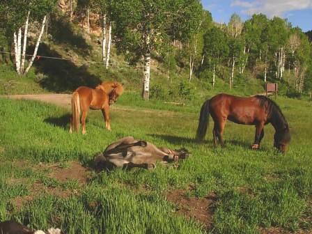 Willow Creek Campsite --Siggi Rolling